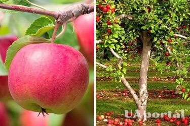 Где нельзя сажать плодовые деревья