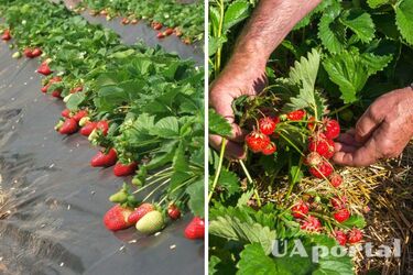 Як доглядати за полуницею, щоб вона не хворіла