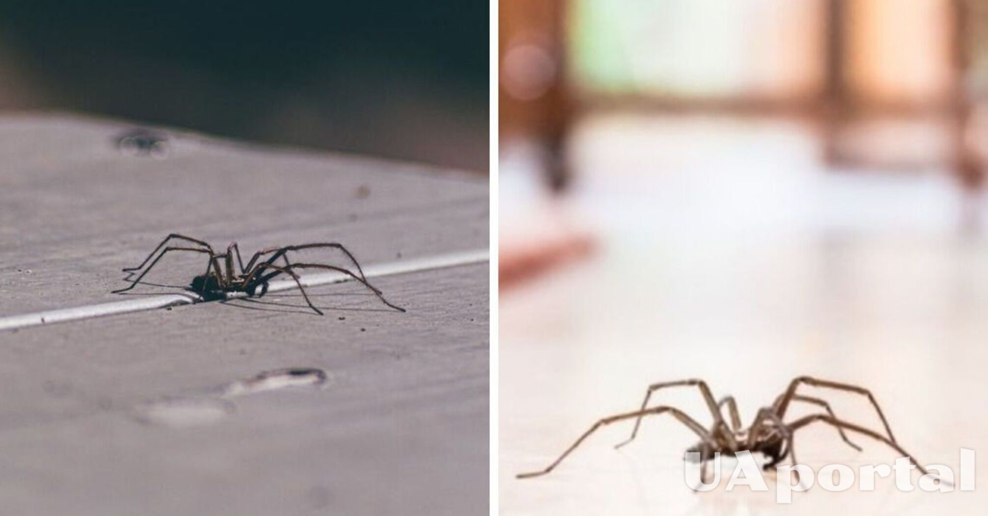 Що означає побачити вдома павука