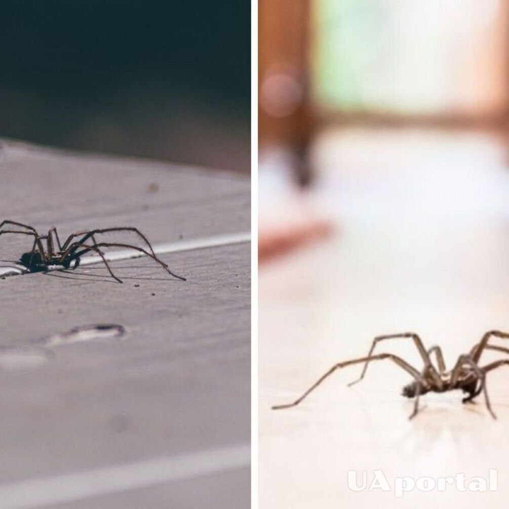 Good luck or bad luck: what does it mean if you have a spider at home