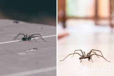What does it mean to see a spider at home