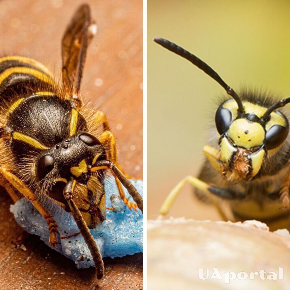 Looking for good energy: what does it mean if a wasp flies into the house
