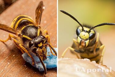 Що означає коли оса залітає в дім