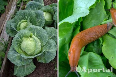 Как избавиться от улиток на огороде с помощью самодельного средства