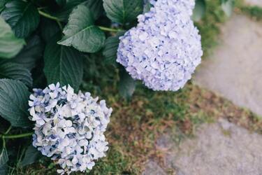 Можуть померти: які рослини у жодному разі не можна садити біля гортензій