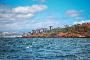 Эти деревья спасают животных во время лесных пожаров: тайну происхождения баобабов разгадали ученые