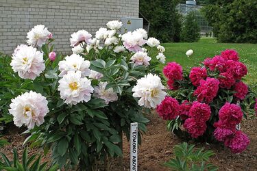 Чем подкормить пионы в мае для пышного и яркого цветения