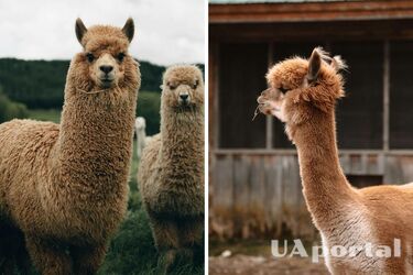 Секс альпак удивил ученых: такого никогда не видели у других млекопитающих