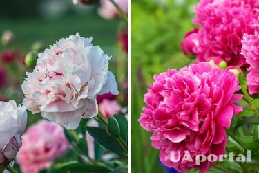How to fertilize peonies in early May