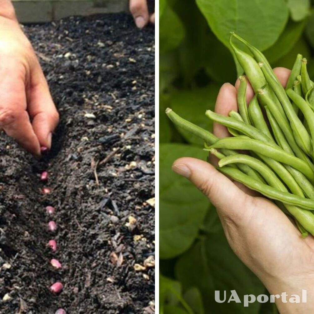 Як садити квасолю у відкритий грунт для багатого врожаю: секрети досвідчених городників