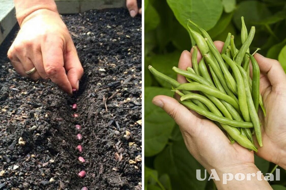 Как сажать фасоль в открытую почву для богатого урожая: секреты опытных огородников