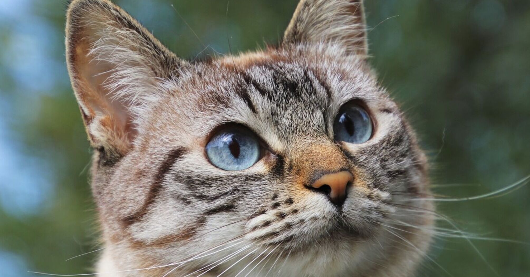 Наши пушистые друзья: названы самые популярные породы кошек в 2024 году