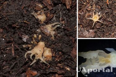 Схожі на прибульців: науковці виявили новий вид рослин (фото)