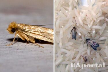 Как избавиться от моли на кухне: полезные советы от хозяек