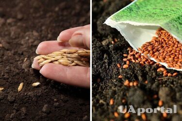 Какой срок хранения у разных видов семян: огородники поделились секретом