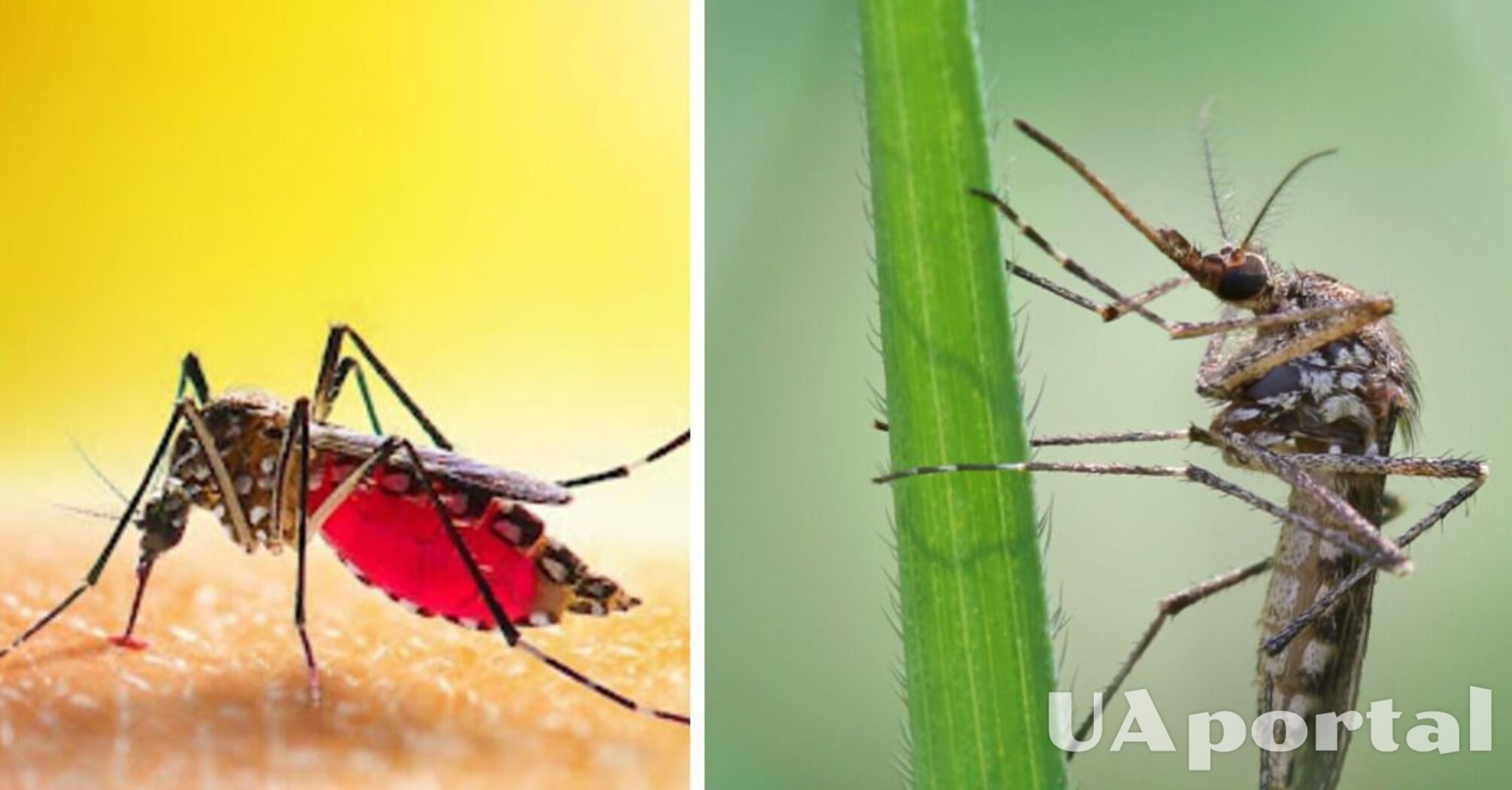 Як відлякати комарів: дієві народні методи 