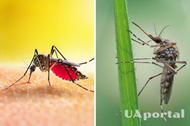 Как отпугнуть комаров: действенные народные методы