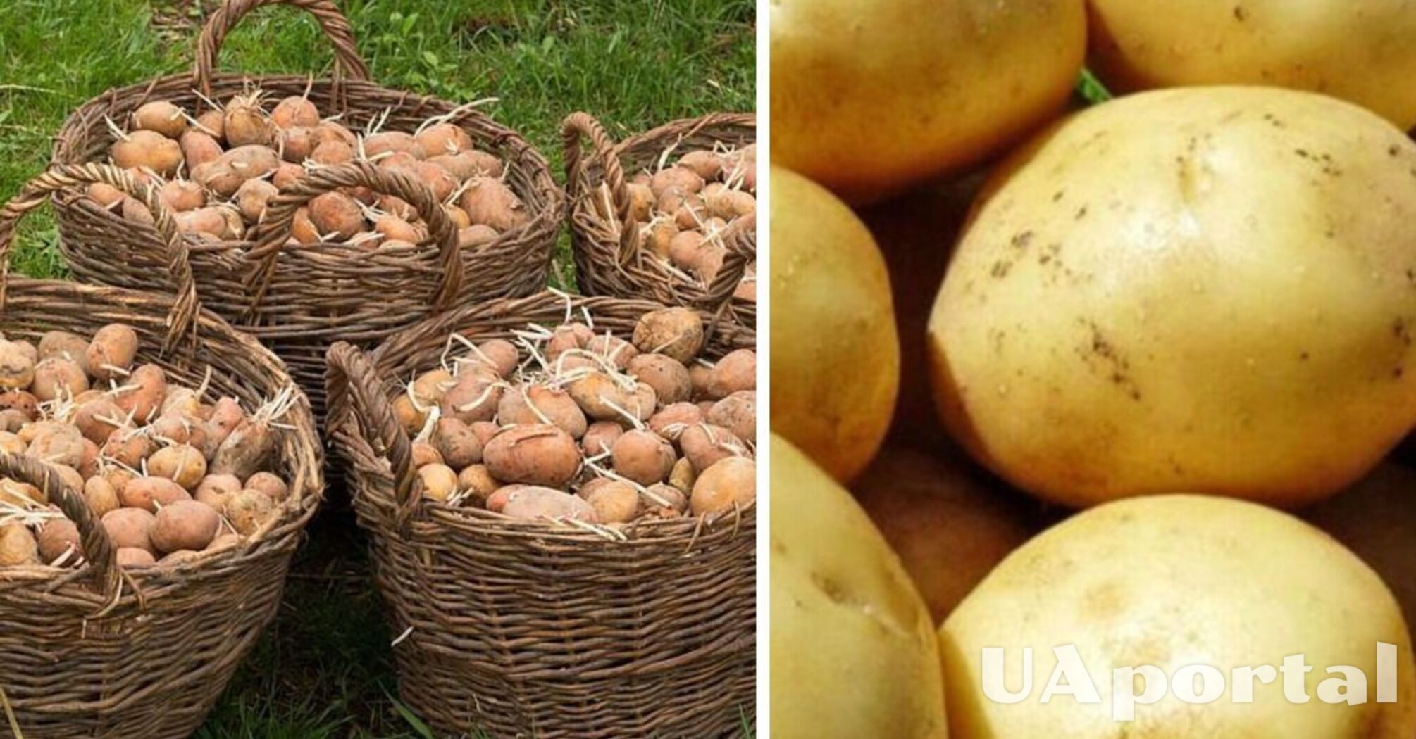 Як правильно посадити картоплю, щоб був хороший врожай: поради городників 