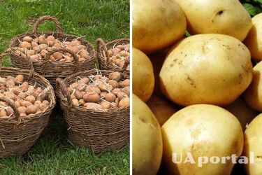 Как правильно посадить картофель, чтобы был хороший урожай: советы огородников