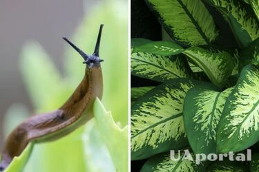 Пиво, кальцій та мідь: експерт назвав 'чарівні' способи позбутися слимаків