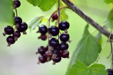 Будут крупные и сочные ягоды: названа дешевая и эффективная подкормка для смородины