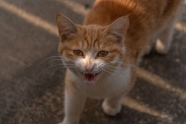 На Кубі коти з'їли рідкісний вид крокодилів: це перший зафіксований випадок