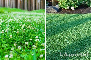 How to deal with clover on the lawn: effective life hacks