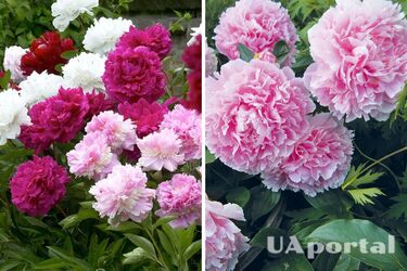 Як довго зберігати півонії свіжими