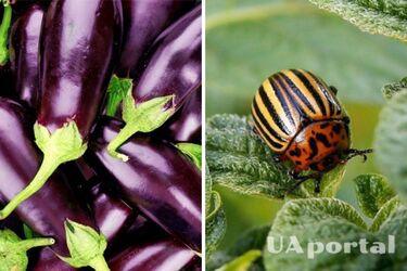 Як врятувати баклажани від колорадського жука