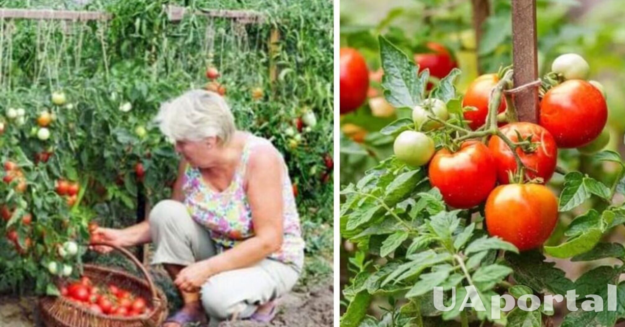 Які рослини можна садити біля помідорів для багатого врожаю