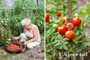 Какие растения можно сажать у помидоров для богатого урожая?