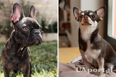 They can't be left alone for long: which dog breeds can't stand being alone