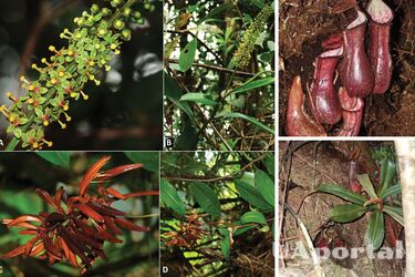 Росте під землею: науковці виявили нову хижу м'ясоїдну рослину (фото)