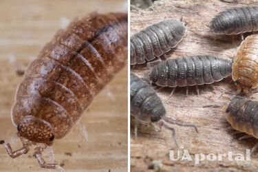 Как бороться с мокрицами дома: действенные методы и лайфхаки