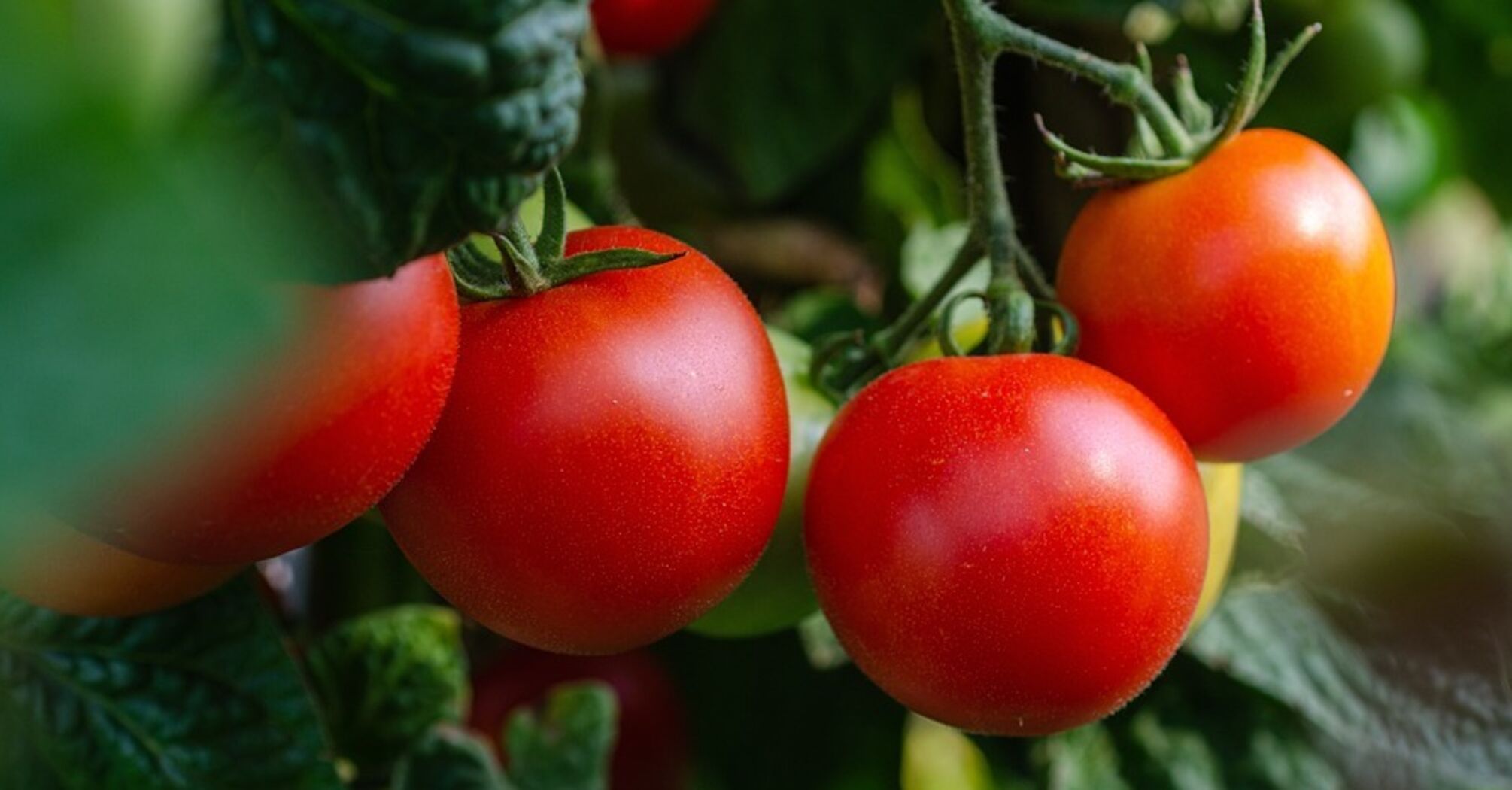 Секрет мясистых и сладких плодов: названы лучшие удобрения для помидоров