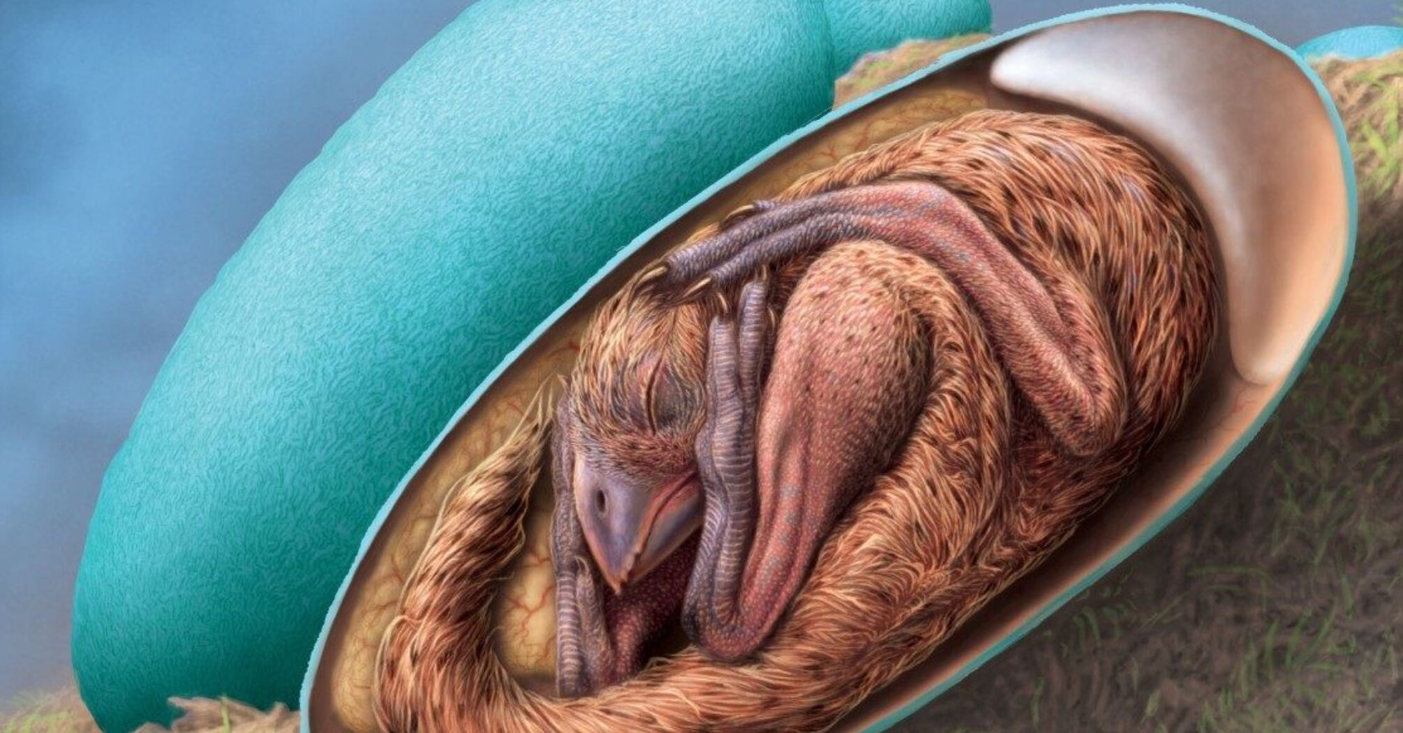 Лежал скрученный в яйце: в Китае нашли уцелевший эмбрион динозавра (фото)