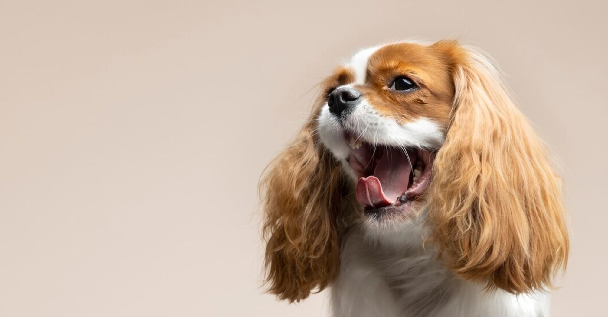 Ветеринар поделился уникальным способом успокоения испуганной собаки (видео)