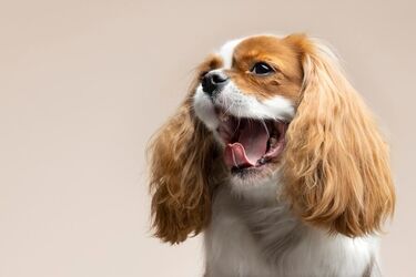 Vet shares a unique way to calm a frightened dog (video)