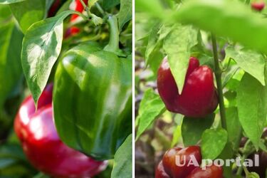 Чем подкормить перец после того, как взошел: советы огородников