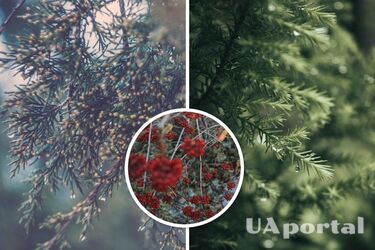 Забиратимуть життя та щастя: яким деревам не місце біля вашого дому