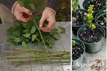 Почему растения погибают после укоренения