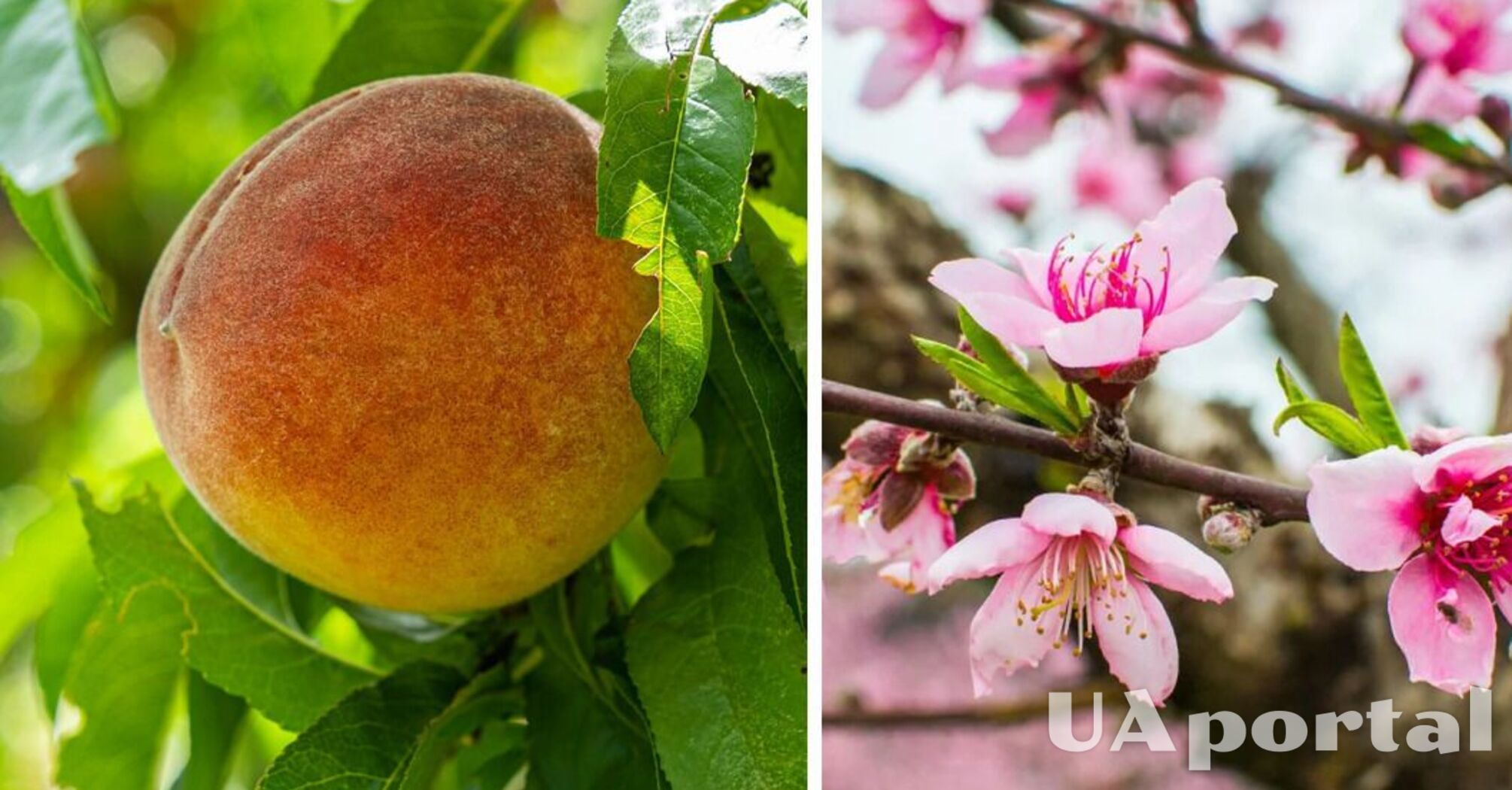 Чем обработать персик после цветения, чтобы был сладким