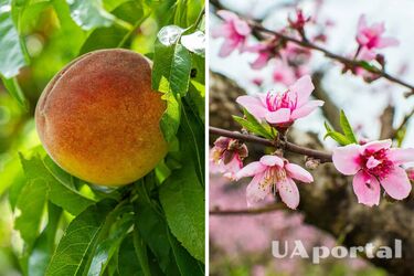 Чем обработать персик после цветения, чтобы был сладким