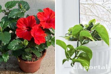 З ними ви ніколи не вийдете заміж: які кімнатні рослини не можна тримати жінкам