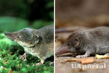 Как навсегда избавиться от землеройок на огороде: гуманные методы