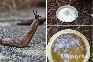 Не тратьте пиво: как избавиться от слизней с помощью копеечного средства