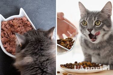 Which food is better for cats - dry or wet