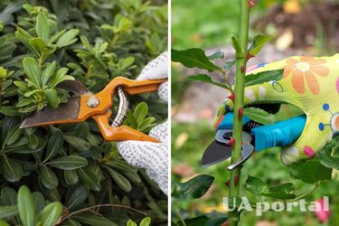 Какие растения нужно обрезать в конце мая