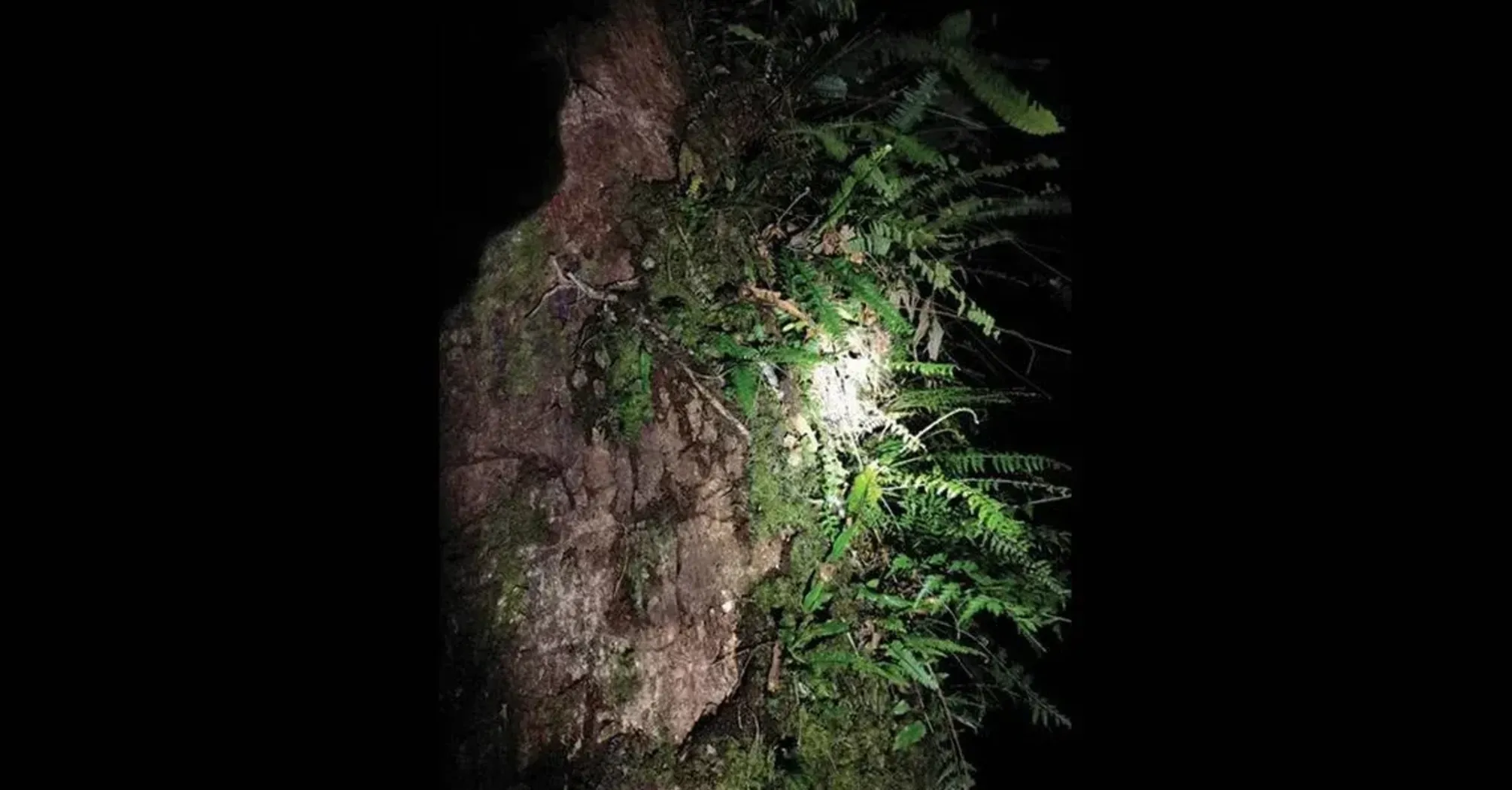 Підіймалась по дереву: вчені виявили вкрай рідкісну змію-вовка Гаммі у Тибеті (фото)