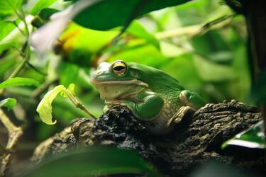 Frog invasion in the yard: humane ways to get rid of the problem